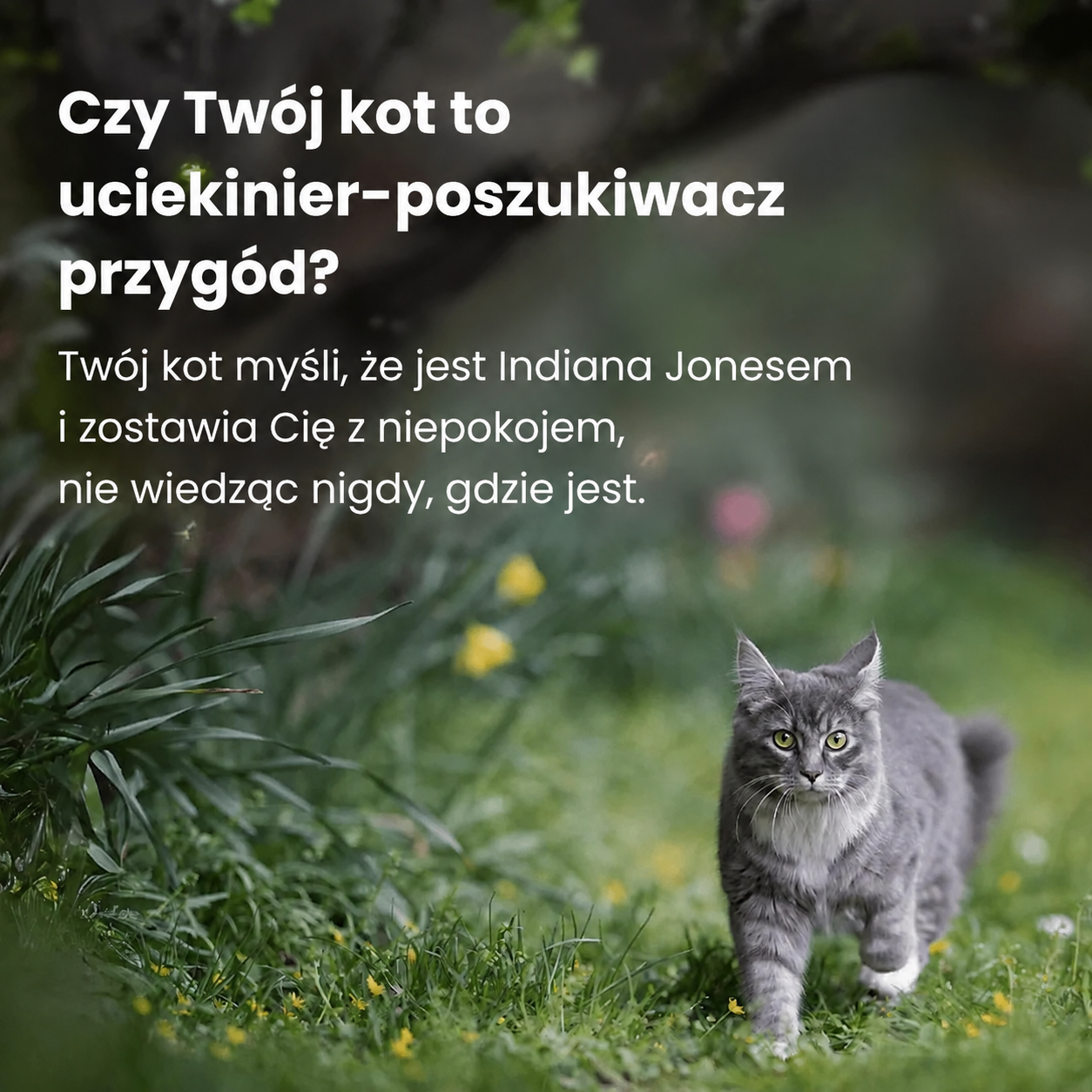 Lokalizator GPS dla kota z funkcją stref bezpieczeństwa